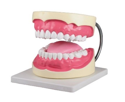 Mô hình chăm sóc răng (x3 kích thước thật)