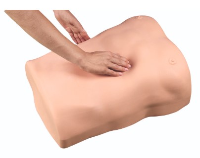 Mô hình thăm khám sờ nắn vùng bụng