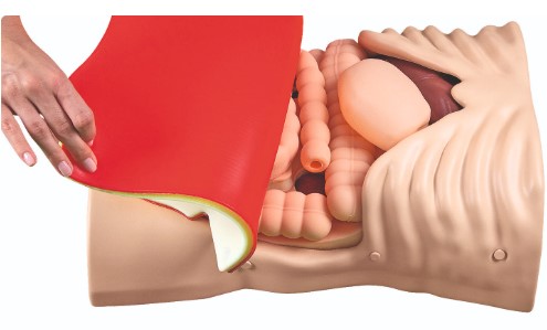 Mô hình thăm khám sờ nắn vùng bụng