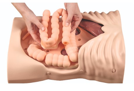 Mô hình thăm khám sờ nắn vùng bụng