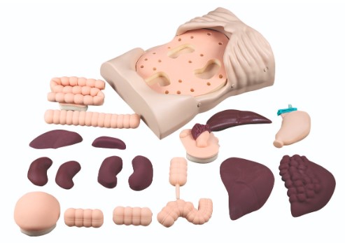 Mô hình thăm khám sờ nắn vùng bụng